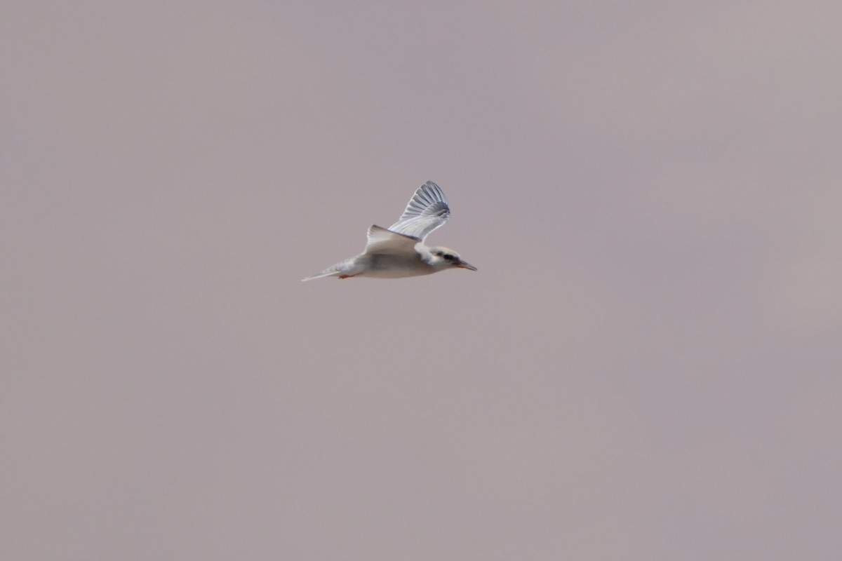 Peruvian Tern - ML615666722