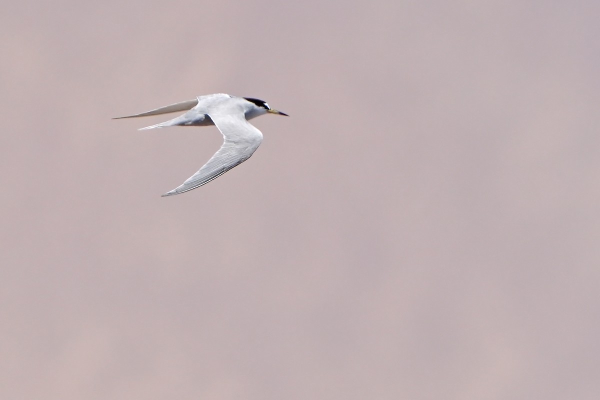 Peruvian Tern - ML615666724