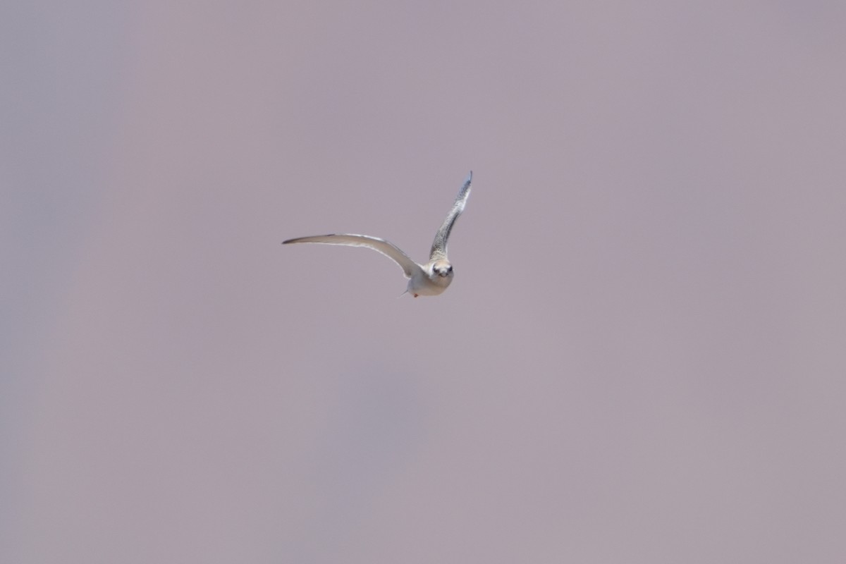 Peruvian Tern - ML615666735