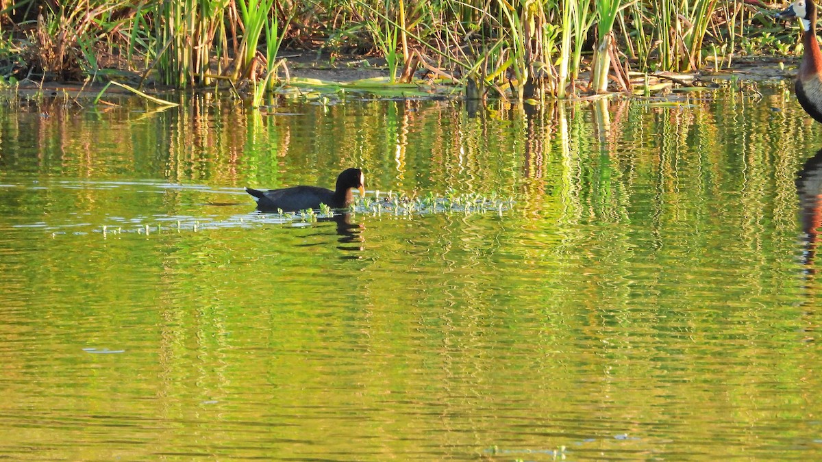 tanımsız Fulica sp. - ML615666758