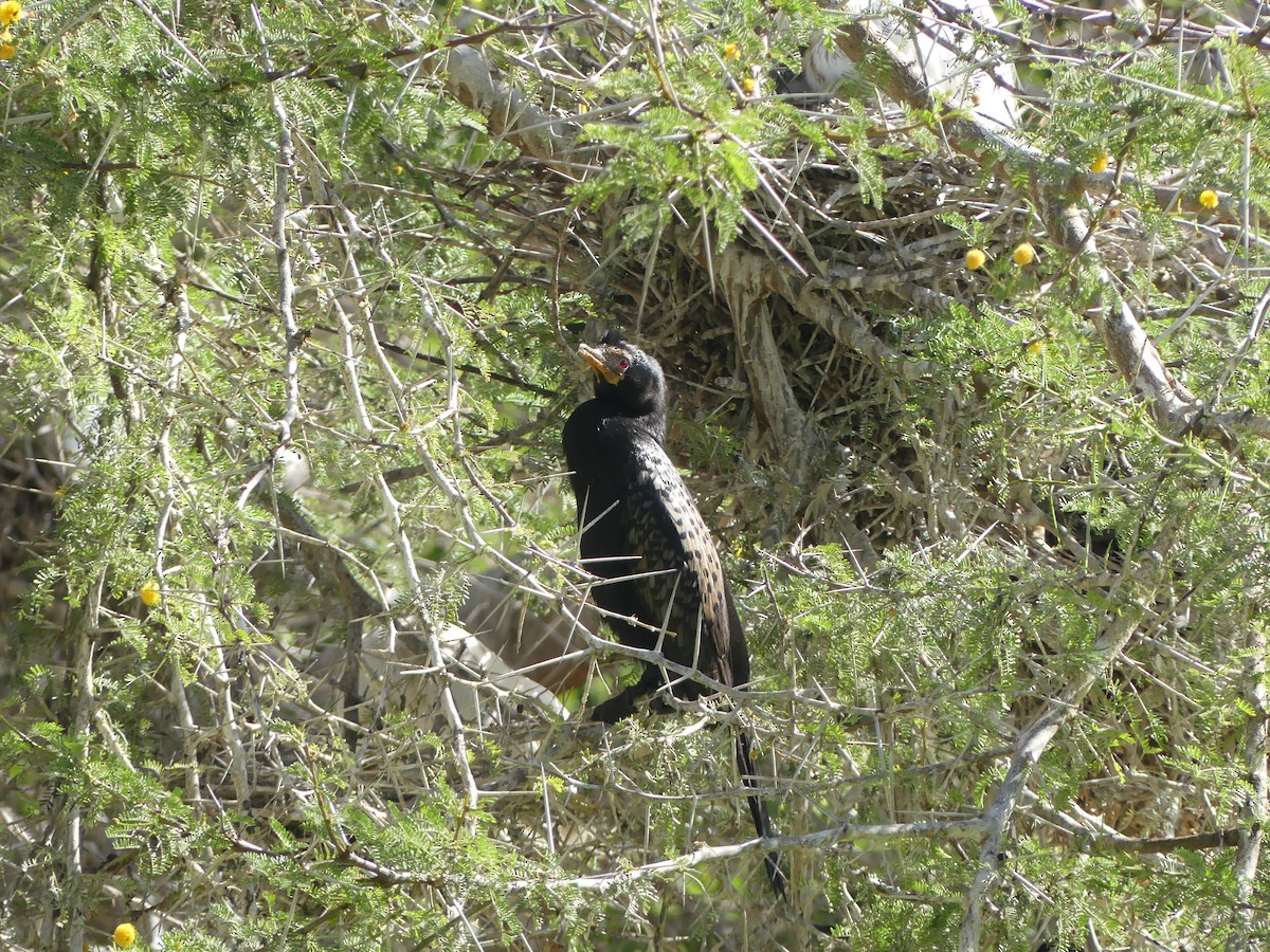 Reed Cormorant - ML615666768