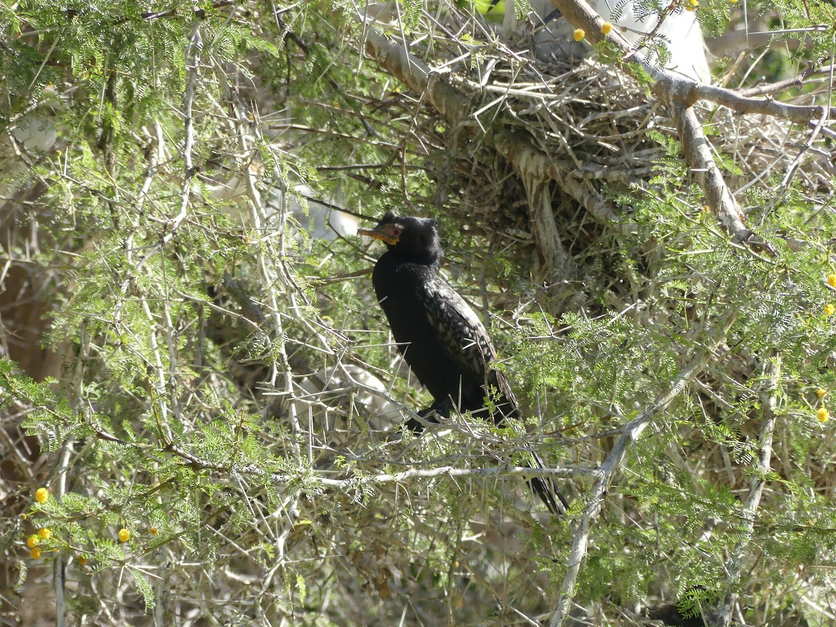 Reed Cormorant - ML615666769