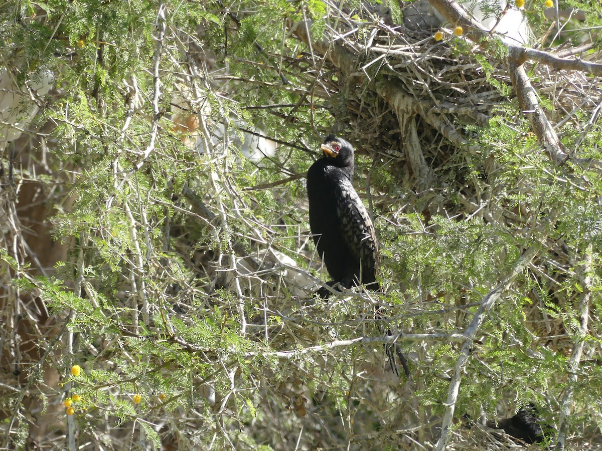 Reed Cormorant - ML615666770