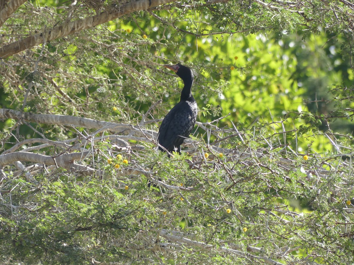 Reed Cormorant - ML615666771
