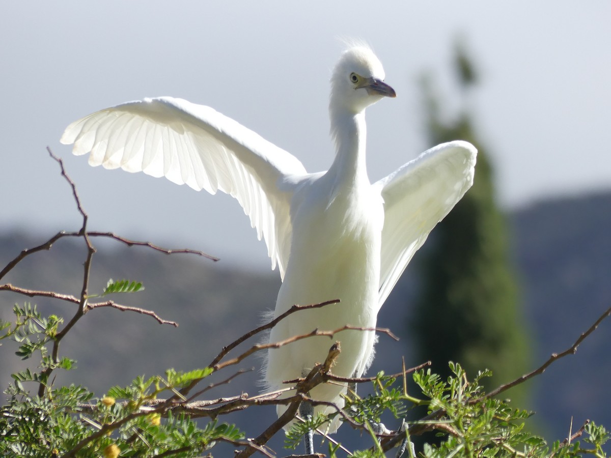 Western Cattle-Egret - ML615666807