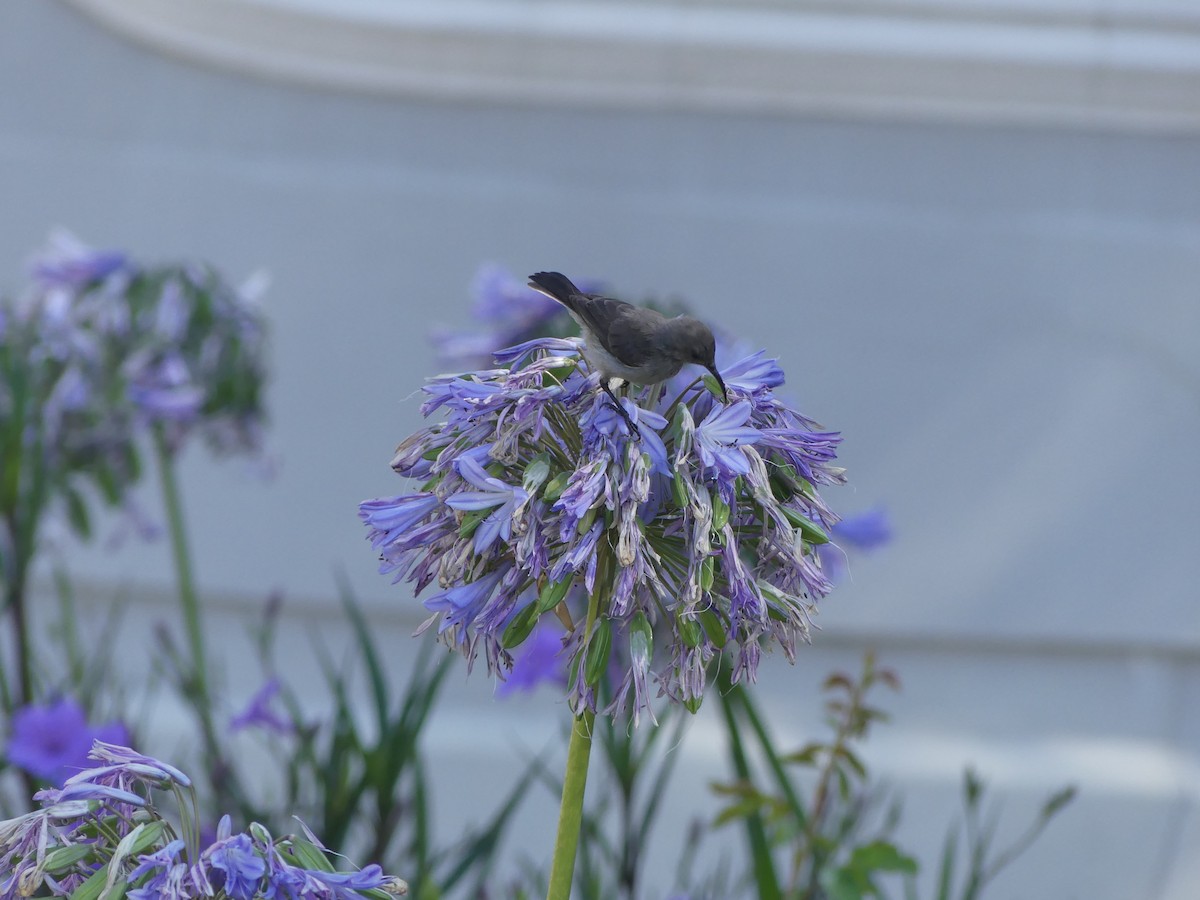 Southern Double-collared Sunbird - ML615666815