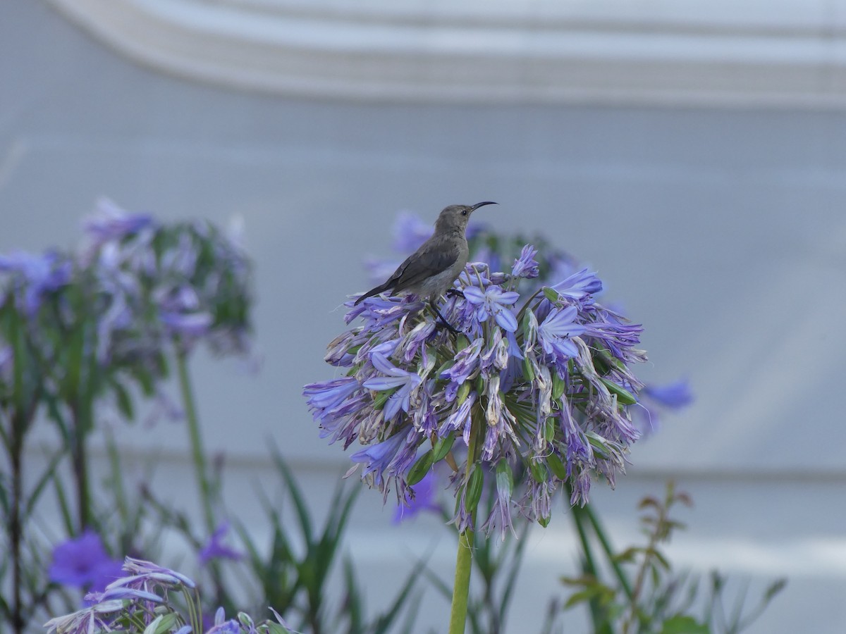 Southern Double-collared Sunbird - ML615666816
