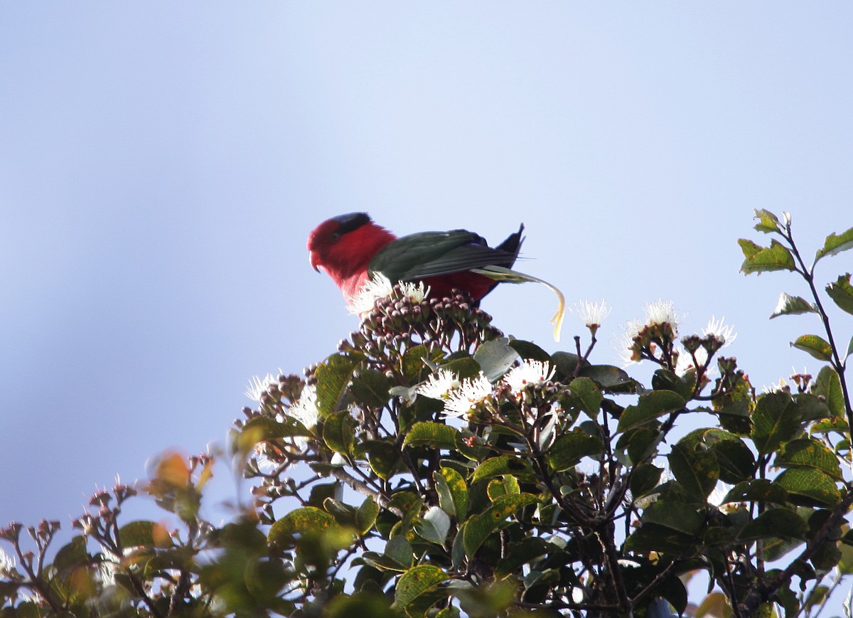 Papua Loriketi - ML615666841