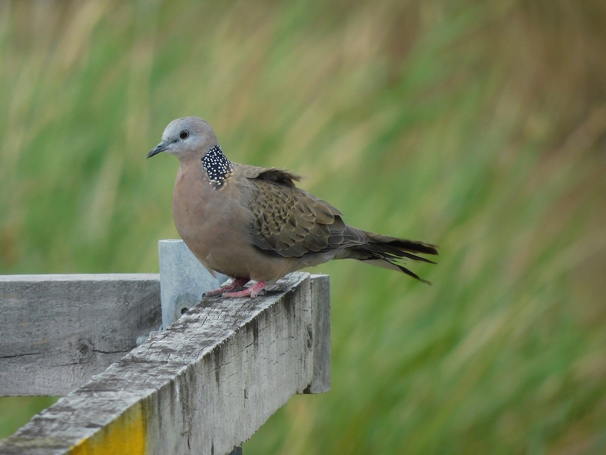 Spotted Dove - ML615666880
