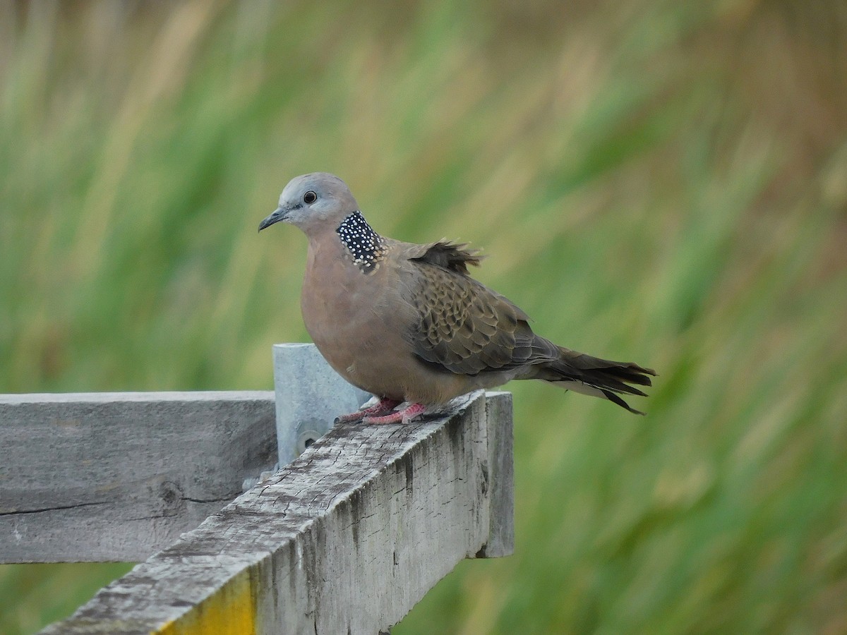 Spotted Dove - ML615666881