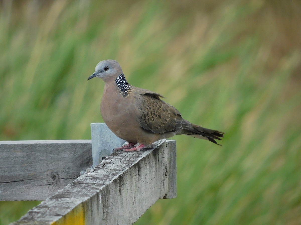 Spotted Dove - ML615666882