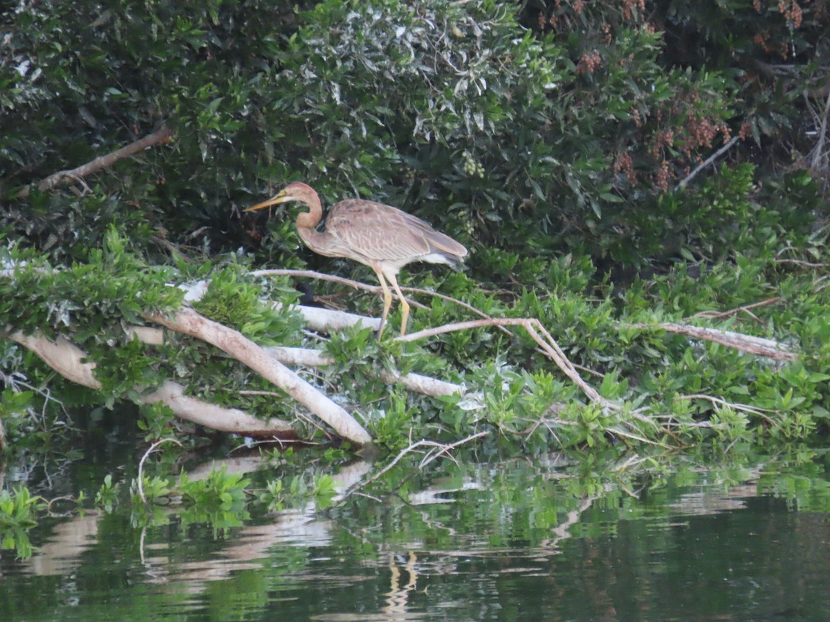 Purple Heron - ML615666915