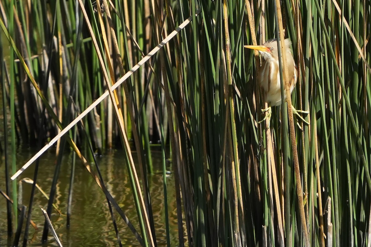 Stripe-backed Bittern - ML615666931