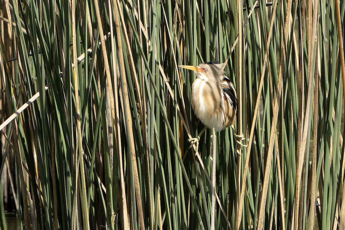 Stripe-backed Bittern - ML615666932