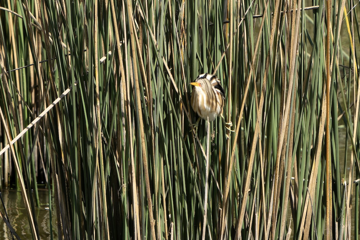 Stripe-backed Bittern - ML615666938