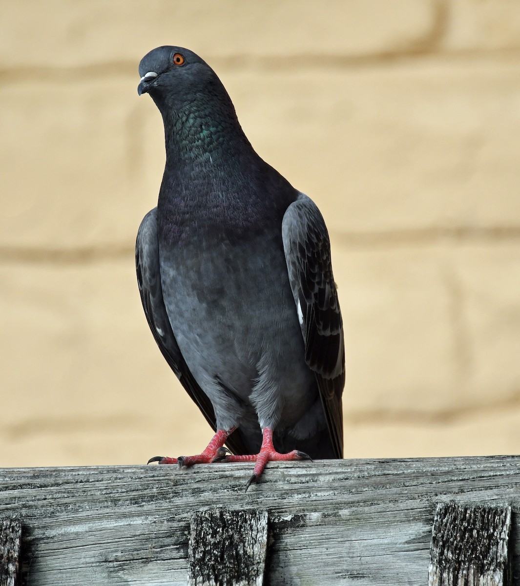 Rock Pigeon (Feral Pigeon) - ML615666940