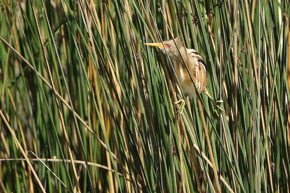 Stripe-backed Bittern - ML615666944