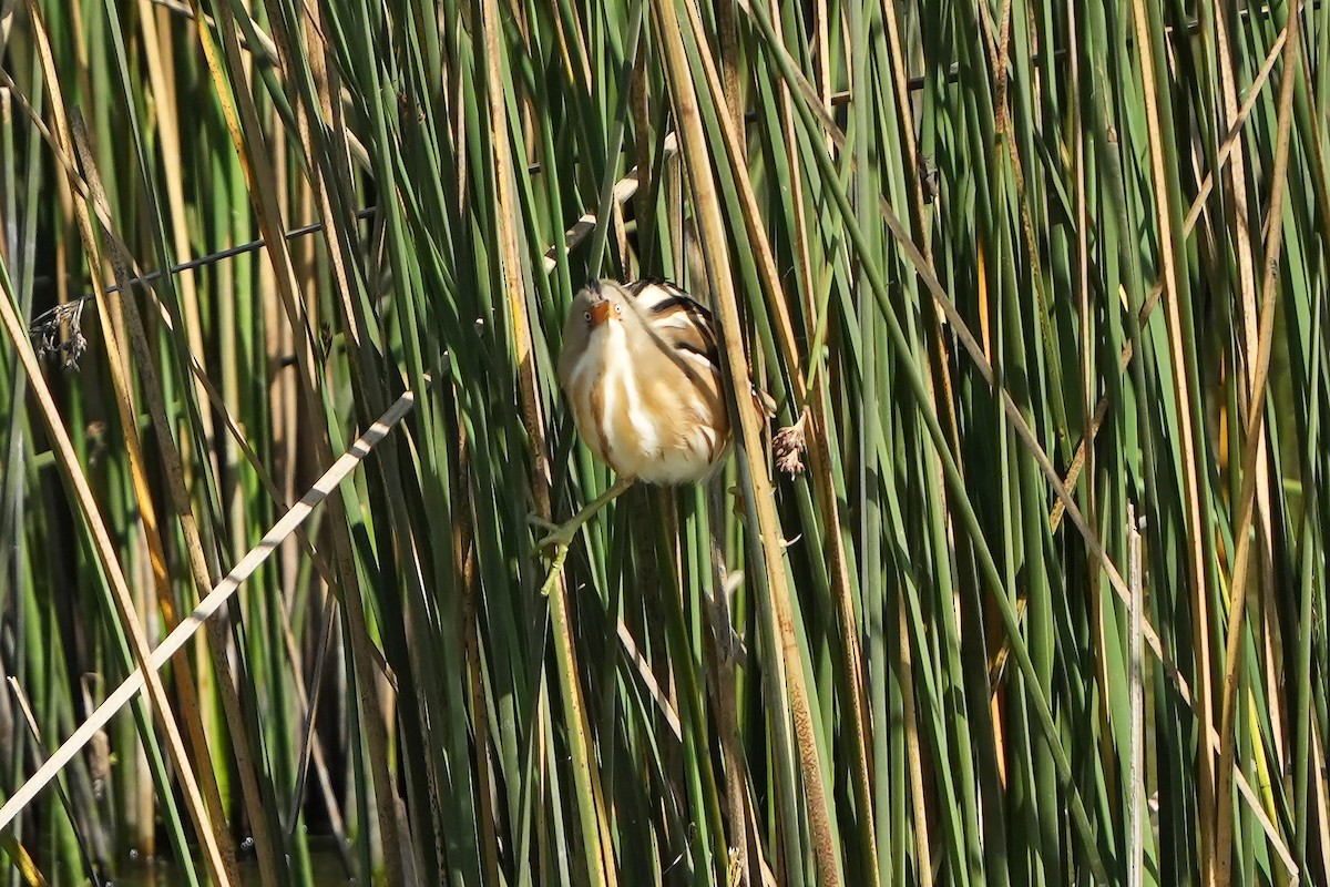 Stripe-backed Bittern - ML615666947