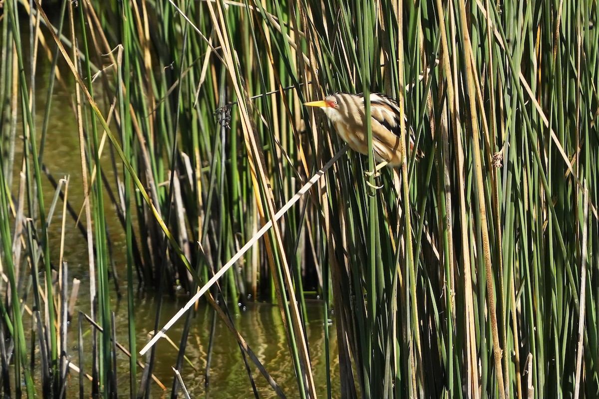 Stripe-backed Bittern - ML615666952