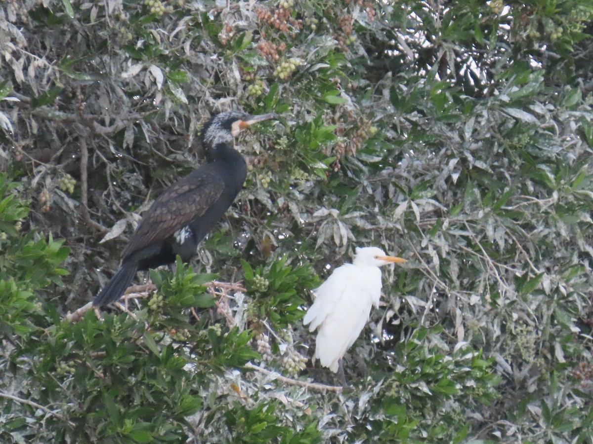 Great Cormorant - ML615666956