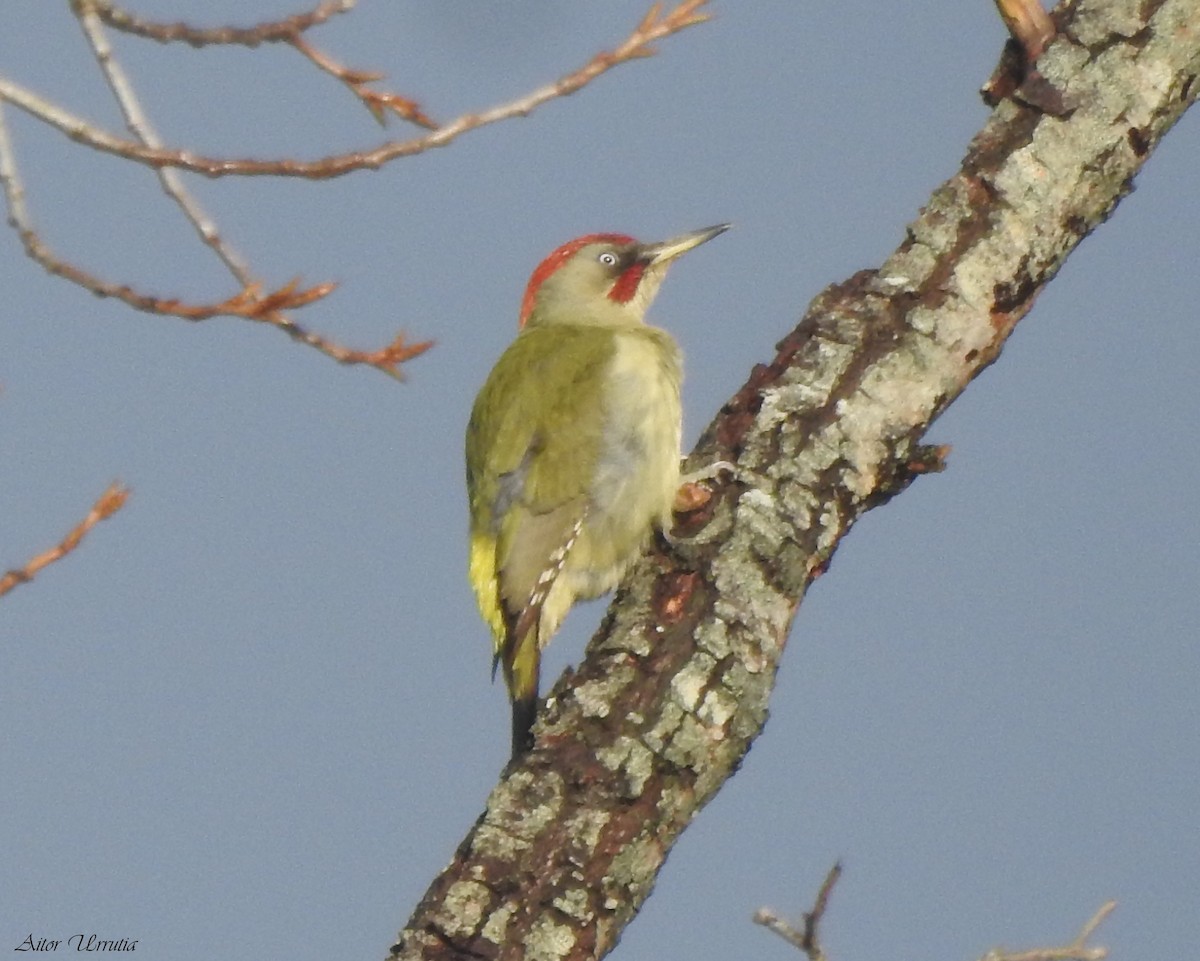 Iberian Green Woodpecker - Aitor Urrutia