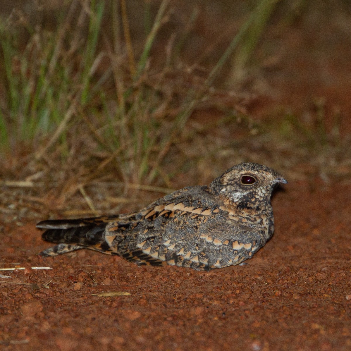 Standard-winged Nightjar - ML615666990