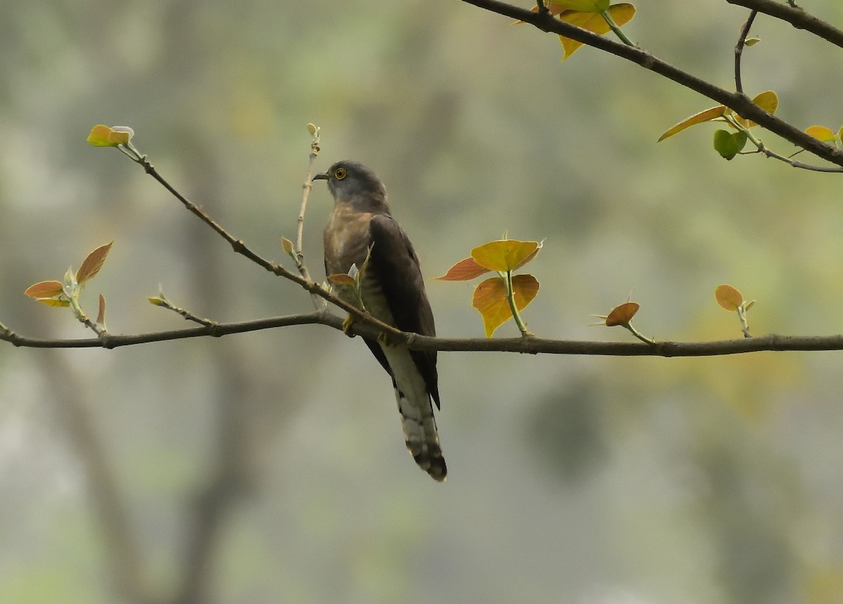 Common Hawk-Cuckoo - ML615667067