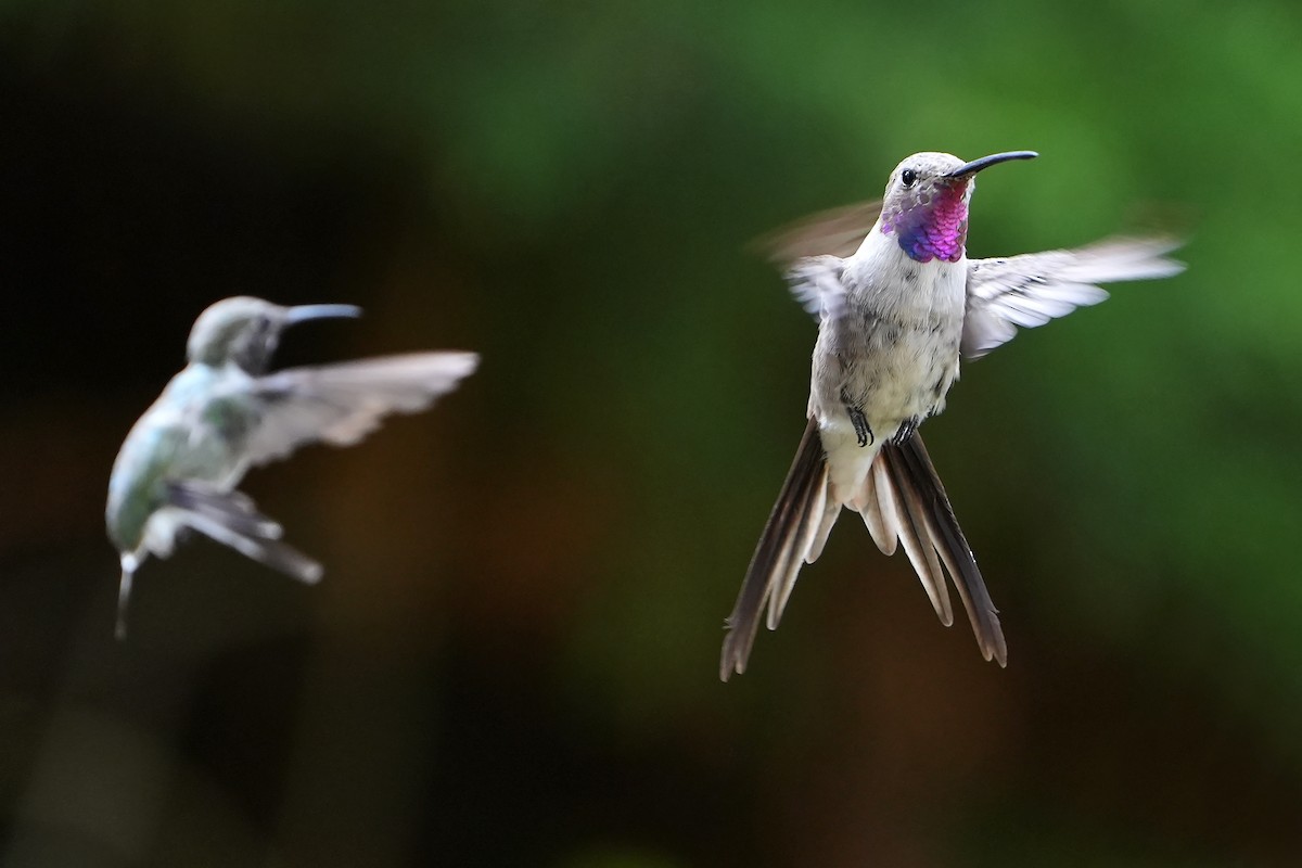 Oasis Hummingbird - Daniel López-Velasco | Ornis Birding Expeditions