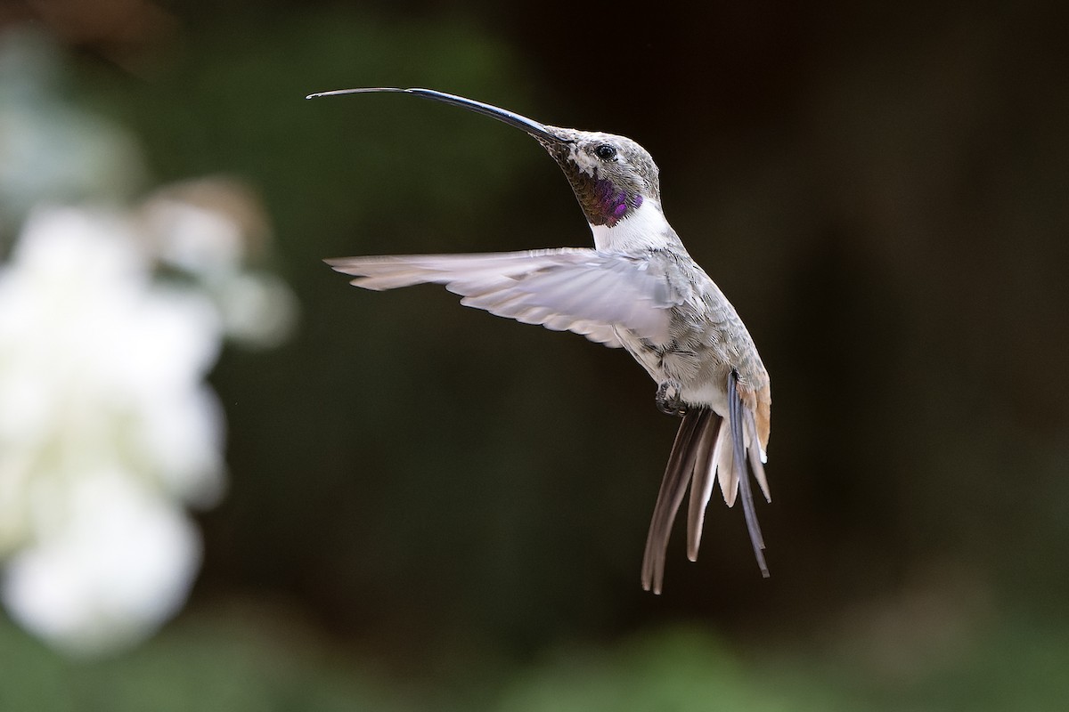 Oasis Hummingbird - Daniel López-Velasco | Ornis Birding Expeditions