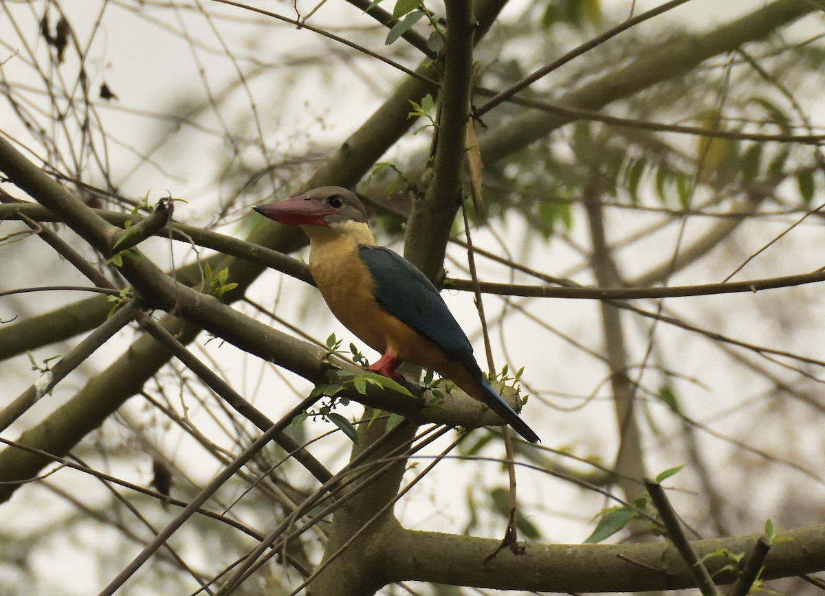 Stork-billed Kingfisher - ML615667113