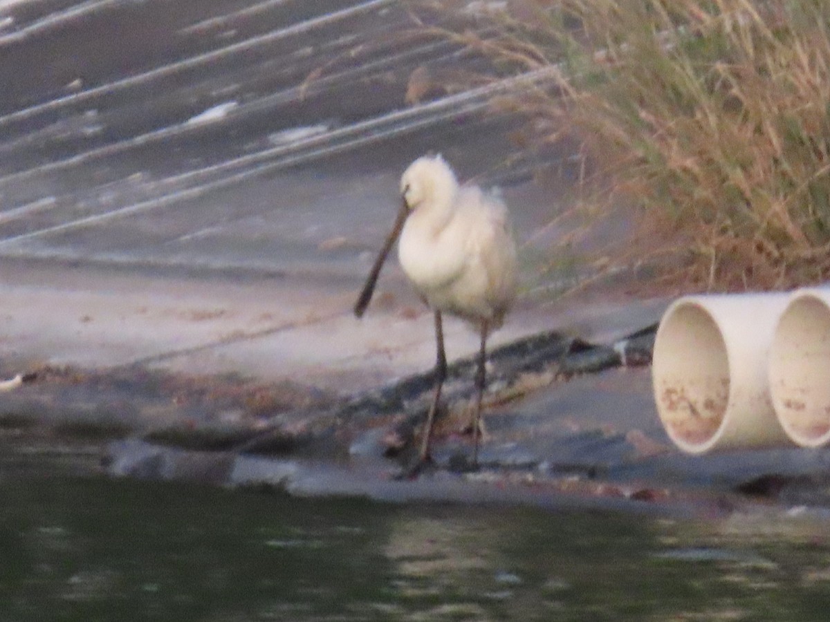 Eurasian Spoonbill - ML615667135