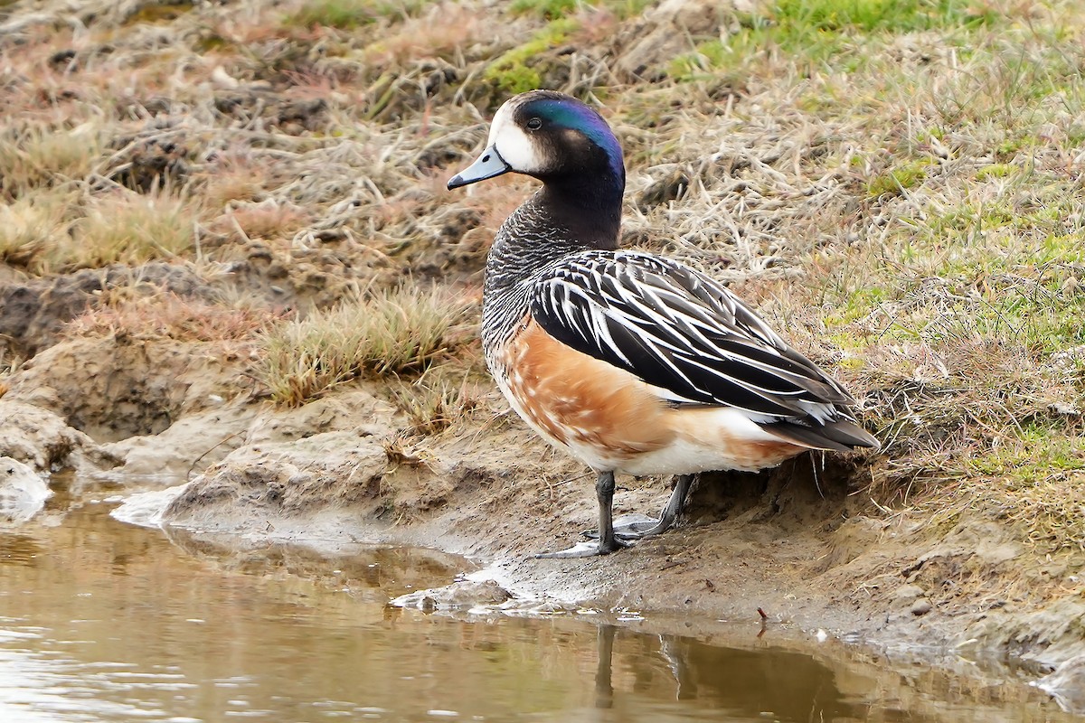 Chiloe Wigeon - ML615667141