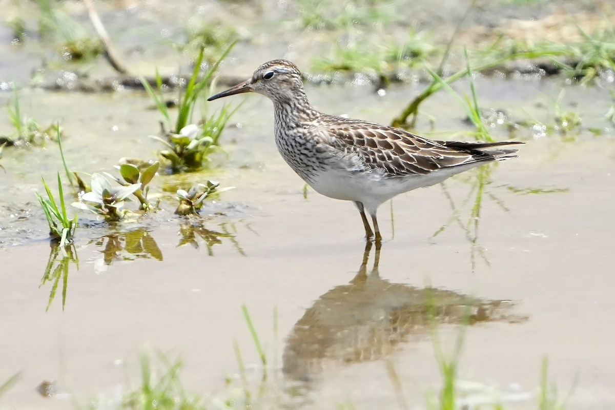 Pectoral Sandpiper - ML615667153