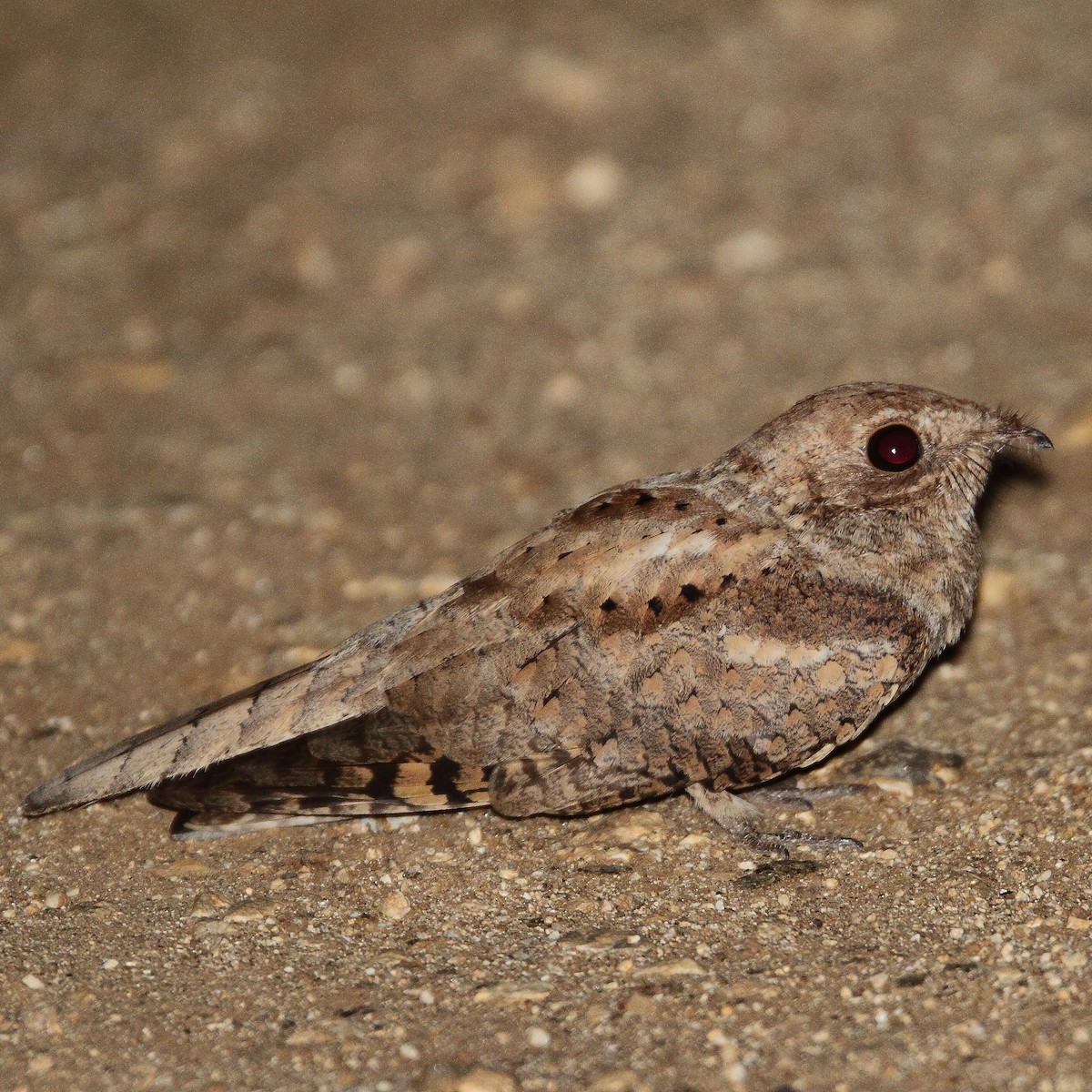 Мраморный козодой - ML615667160