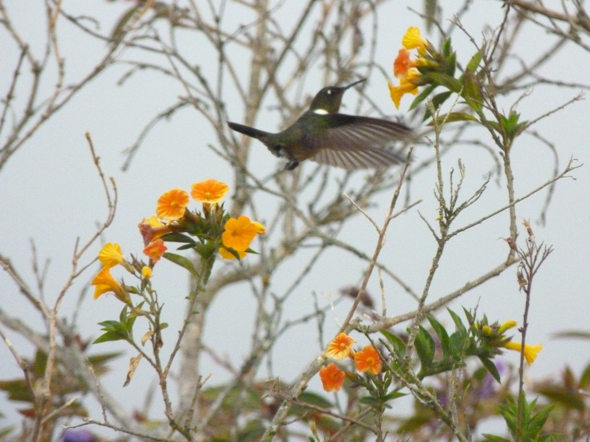 kolibřík méridský - ML615667185