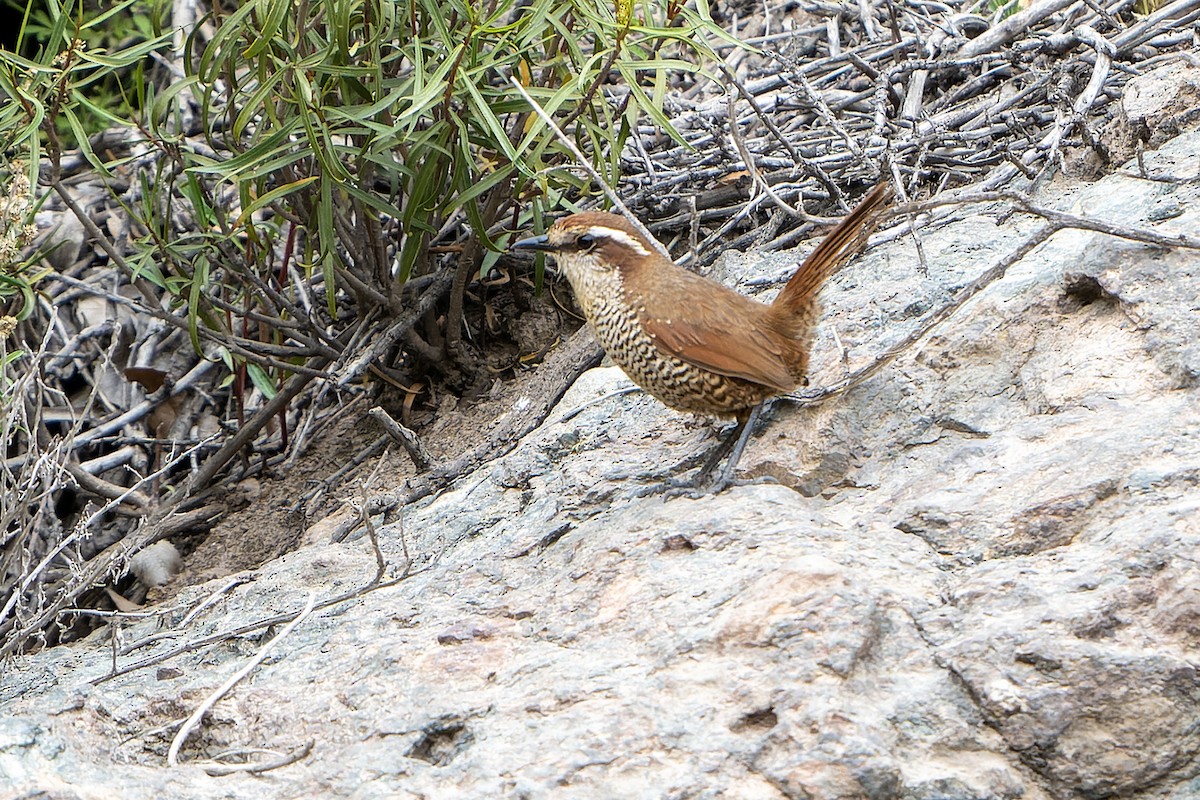 Tapaculo Gorjiblanco - ML615667191