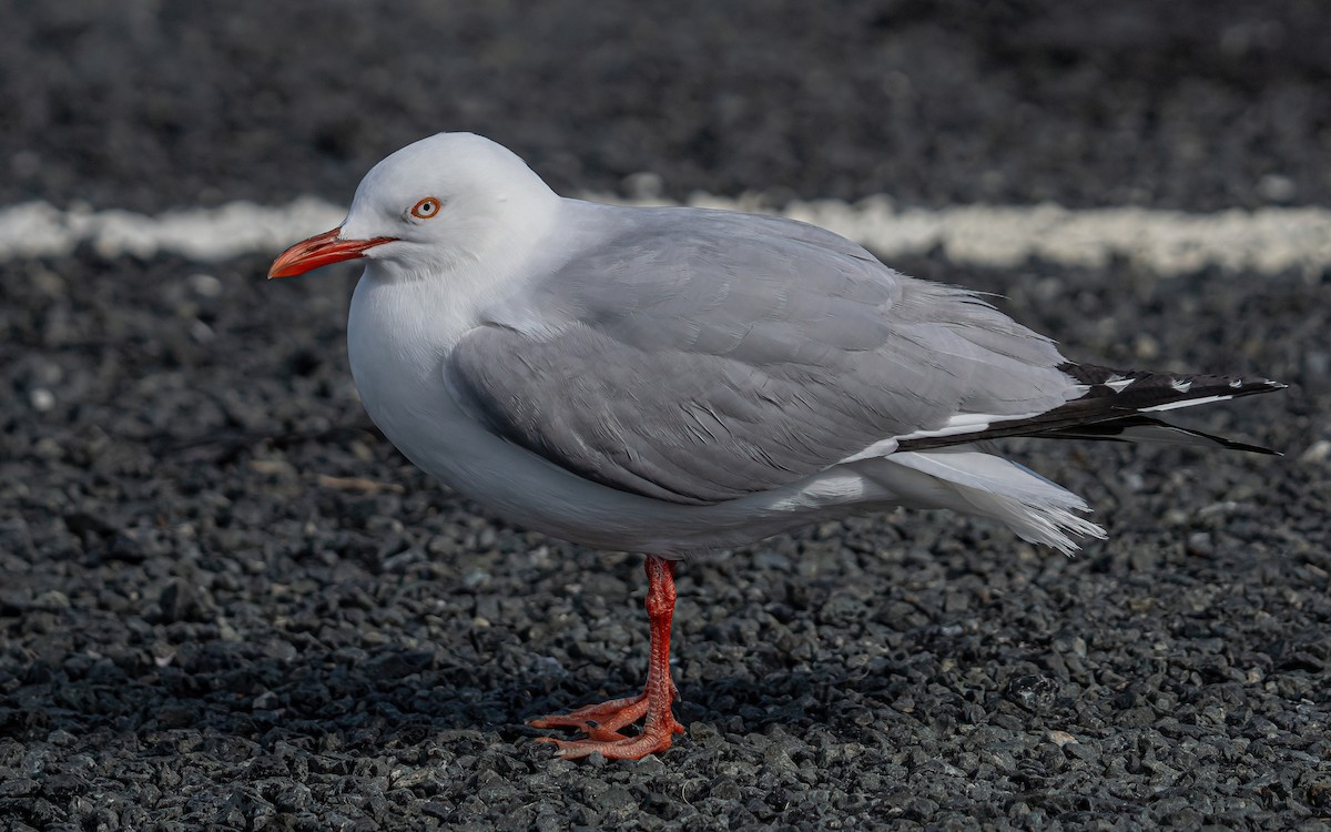 紐澳紅嘴鷗(scopulinus) - ML615667263