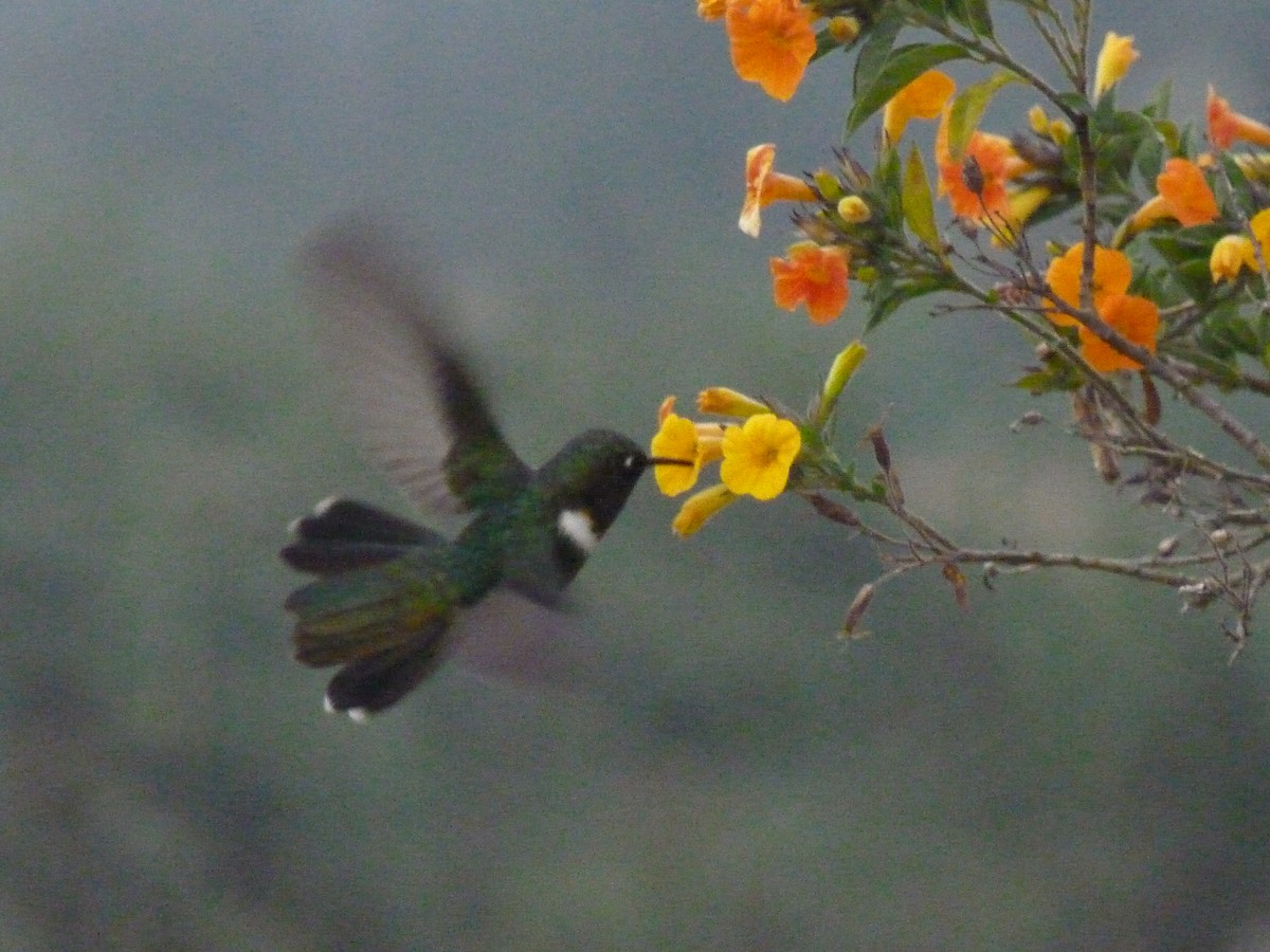 kolibřík méridský - ML615667283