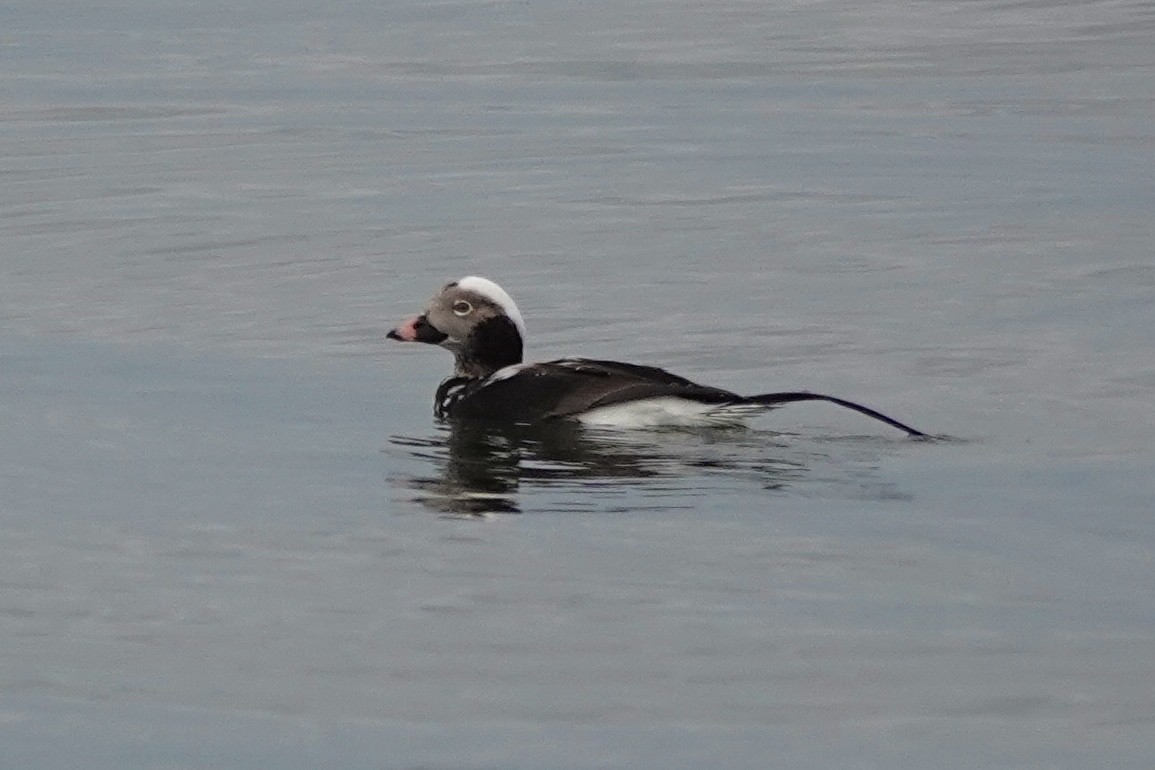 Long-tailed Duck - ML615667293