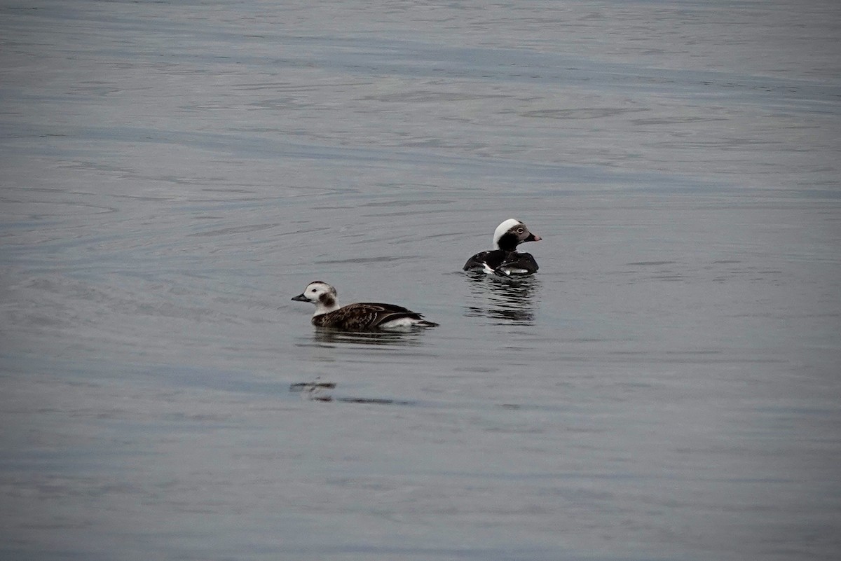 Long-tailed Duck - ML615667295