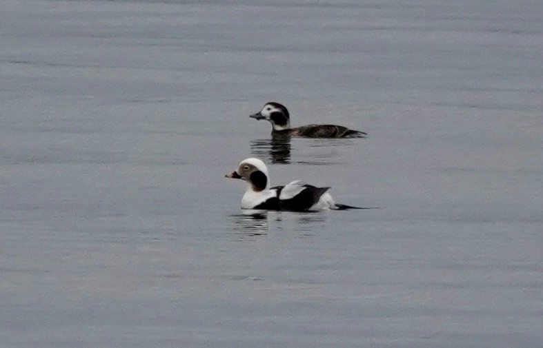 Long-tailed Duck - ML615667296