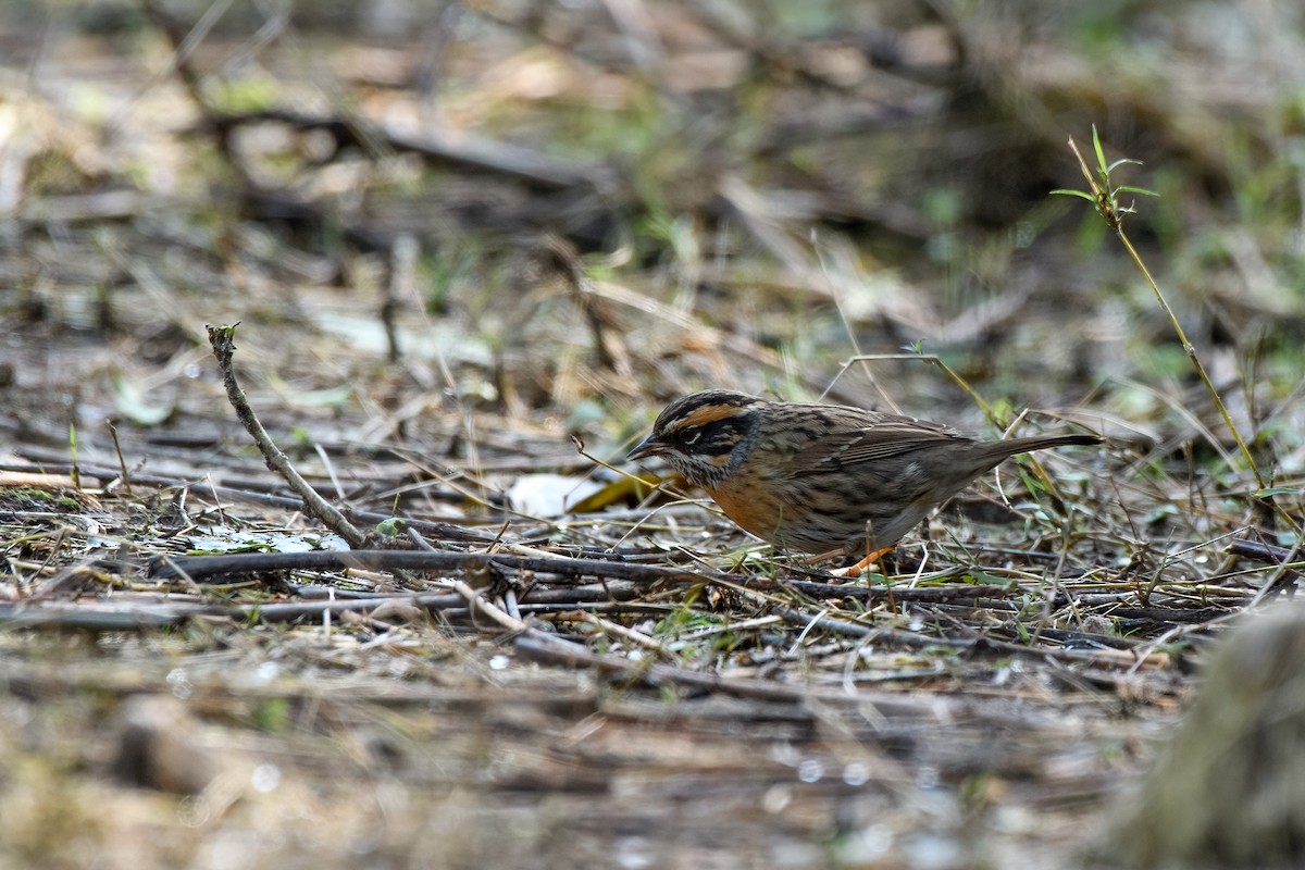 Rufous-breasted Accentor - Saurabh Agrawal