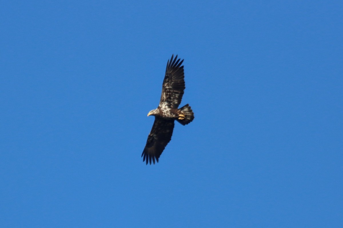 Bald Eagle - ML615667318