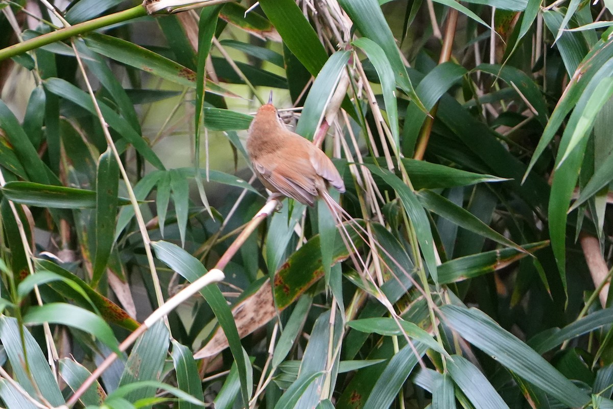 Des Murs's Wiretail - Daniel López-Velasco | Ornis Birding Expeditions