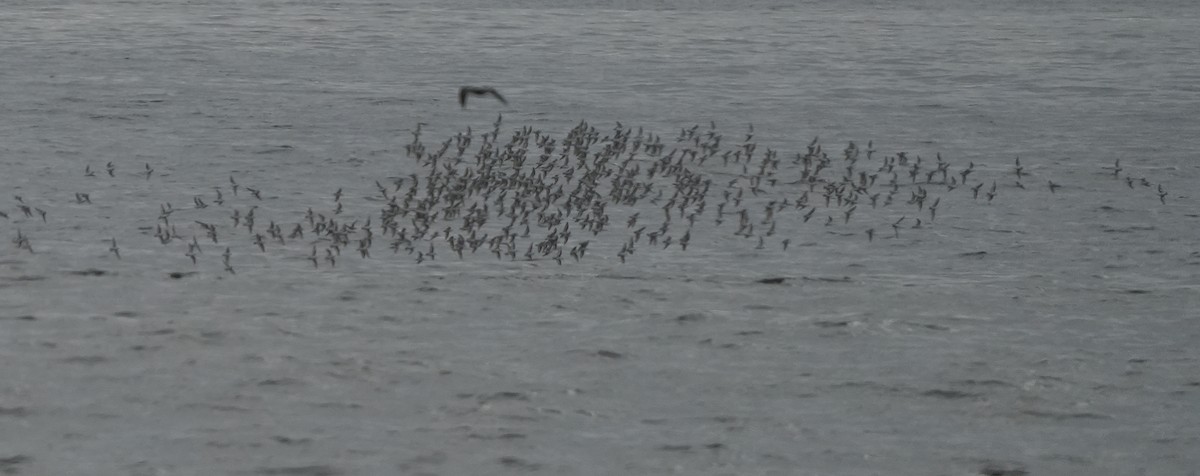 Red Phalarope - Daniel López-Velasco | Ornis Birding Expeditions