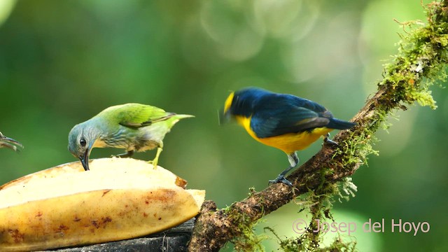 Yellow-throated Euphonia - ML615667449