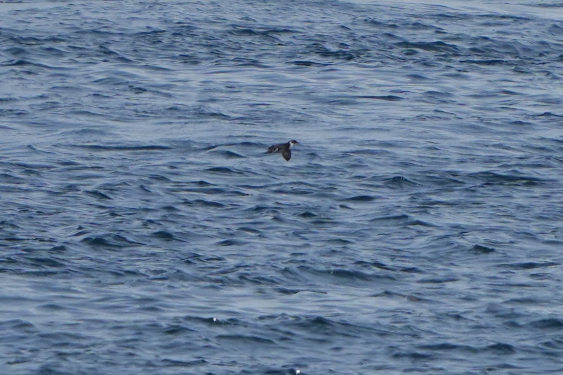 Magellanic Diving-Petrel - Daniel López-Velasco | Ornis Birding Expeditions