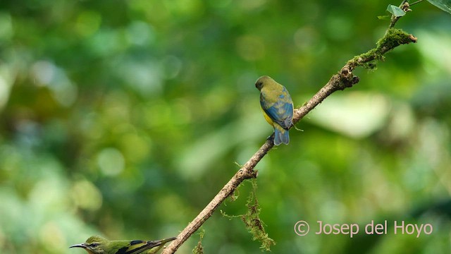 Yellow-throated Euphonia - ML615667477