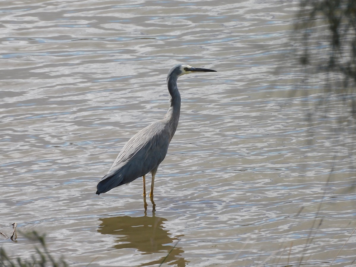 White-faced Heron - ML615667585