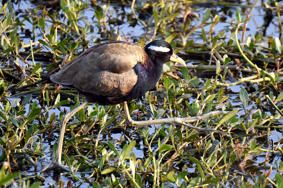 Bronze-winged Jacana - ML615667593